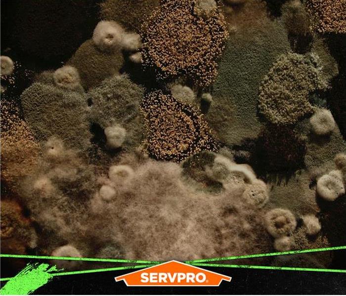 mold colonies servpro poster